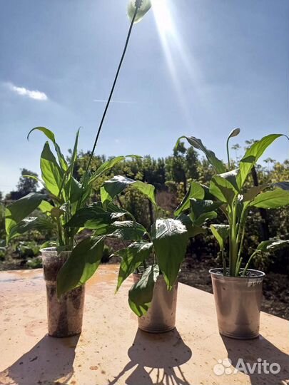 Спатифиллум