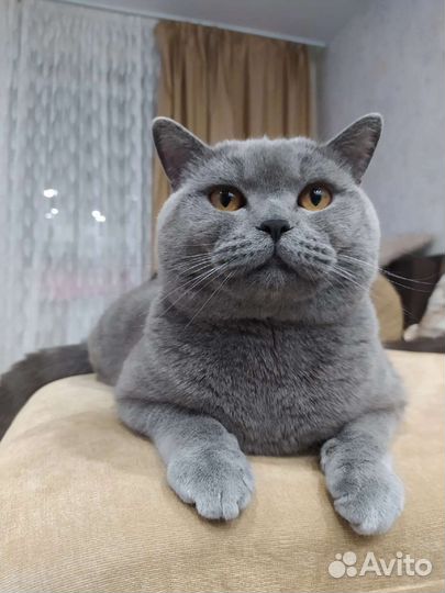 Британский кот вязка