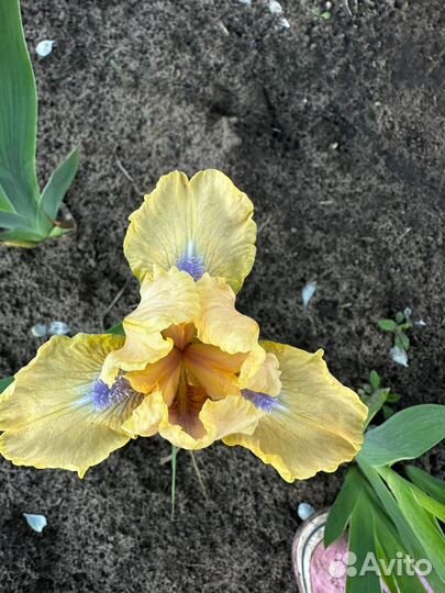 Ирисы (карликовые) бордюрные