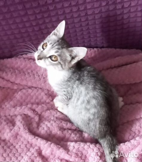 Котенок нуждается в доме