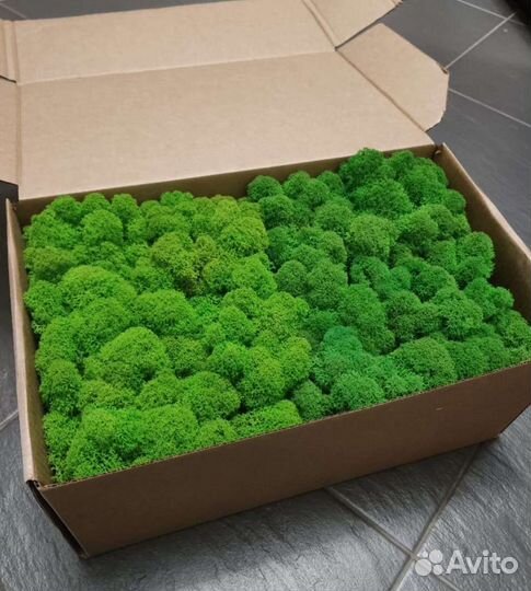 Стабилизированный мох