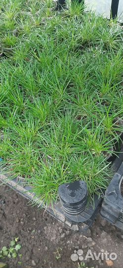 Арабис. Гипсофила. Армерия. Астра вересковая