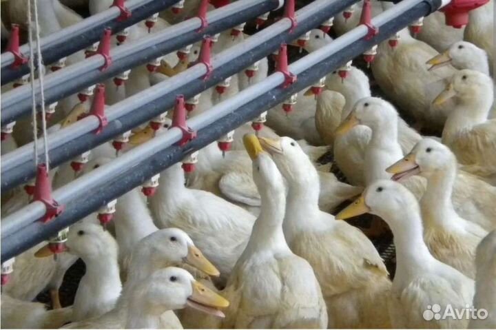 Бройлер, Утки, Гуси, муларды, куры