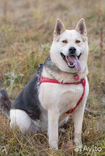 Метис лайки Сахарок в поисках дома