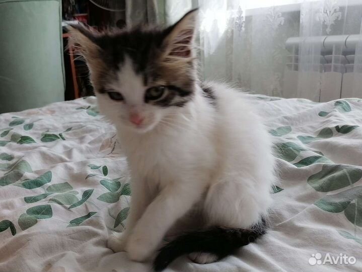 Котёнок