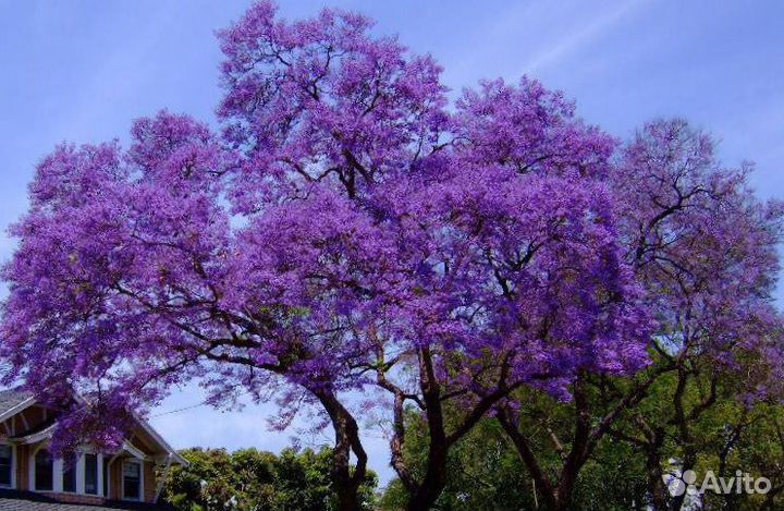 Саженцы Павловния Z07 Pao Tong (SuperHybrid)