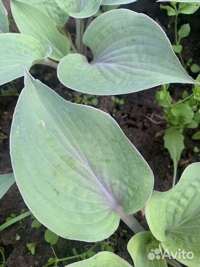 Хосты сортовые