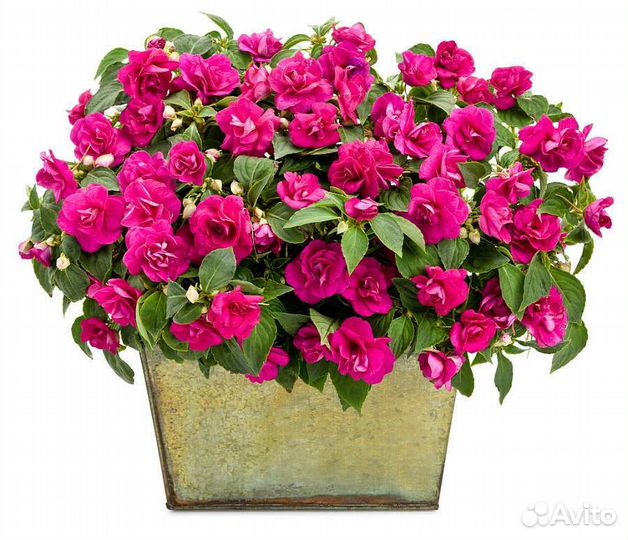 Цветы многолетки