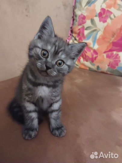 Шотландские вислоухие и прямоухие котята