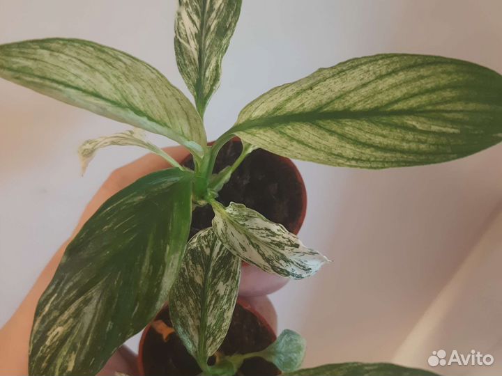 Спатифиллум канифоль