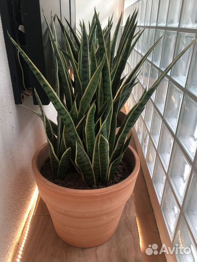 Искусственные цветы