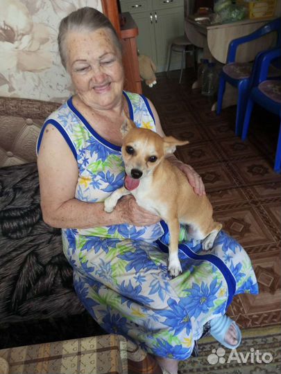 Карликовый пинчер