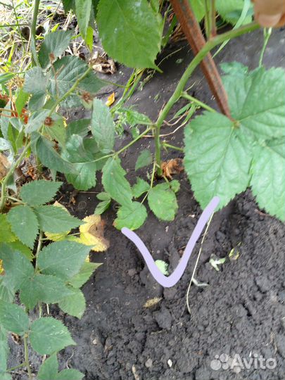 Саженцы Ежевика и Малины