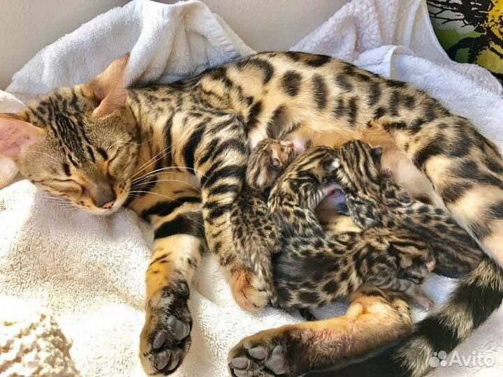Бенгальский кот вязка