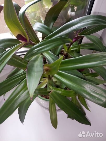 Цветок Рео или Моисей в корзинке