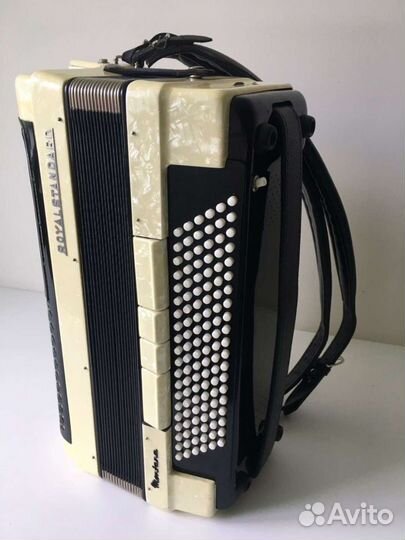 Красавец альбинос, истинный немец,размер 4/4