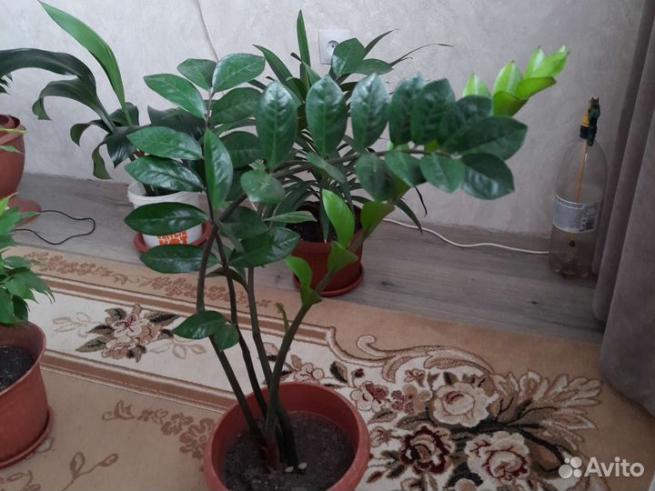 Комнатные растения