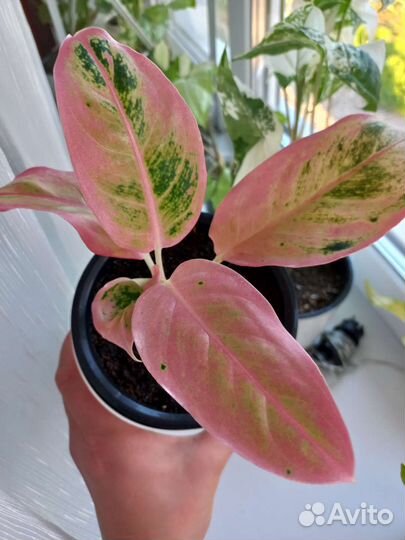 Аглаонема Свит Оранж