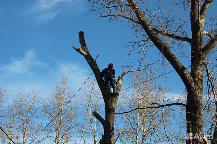 Спил деревьев любой сложности, по всей области