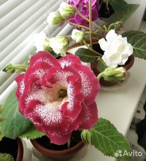 Сортовые Фиалки и Глоксинии