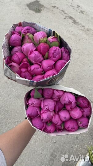 Пионы в наличии. Как опт так и розница. Букеты