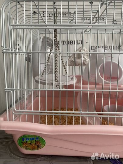 Хомяк с клеткой