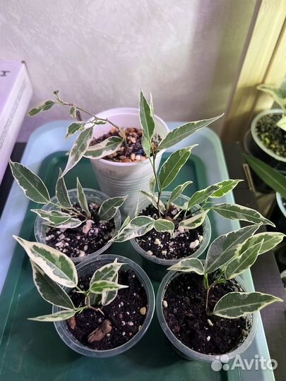 Фикусы бенджамина Редкие