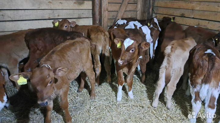 Бычки телята быстрая доставка