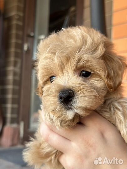 Мальтипу f1 стандарт