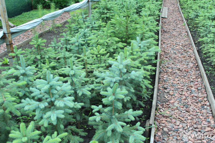 Сеянцы,саженцы хвойных на доращивание