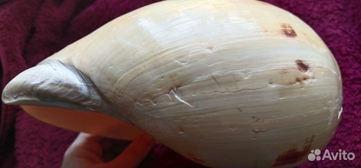 Морская большая ракушка/раковина