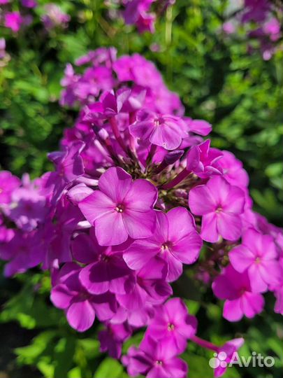 Флоксы многолетние