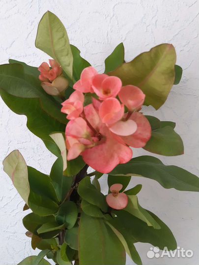 Эуфорбия миля молочай