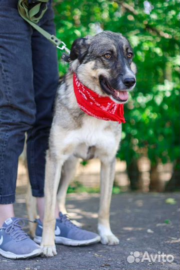 Собака.возьми Тессу из приюта