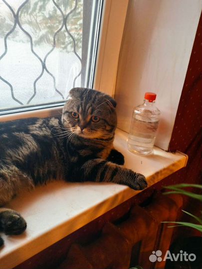 Шотландский кот вязка