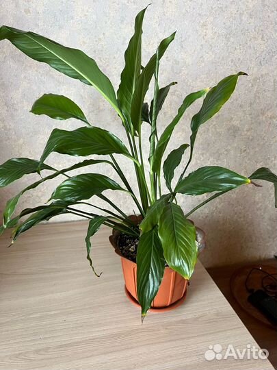 Спатифиллум