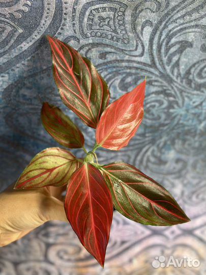 Тайские красотки Аглаонемы