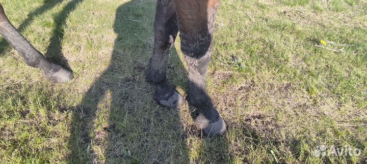 Полукровная лошадь