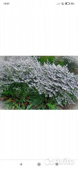 Кермек татарский