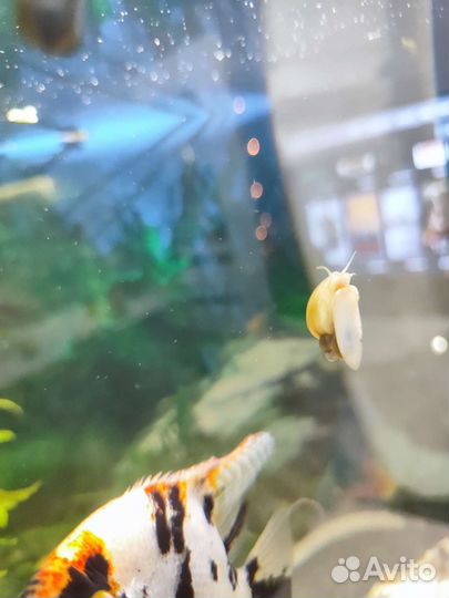 Улитки ампулярии