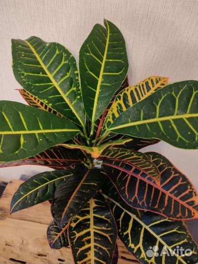 Кодиеум кротон