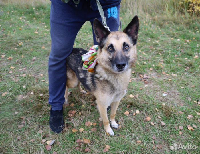 Старая собака всю жизнь за решеткой в приюте