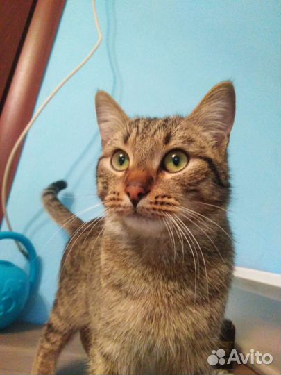 Котик помогите пожалуйста