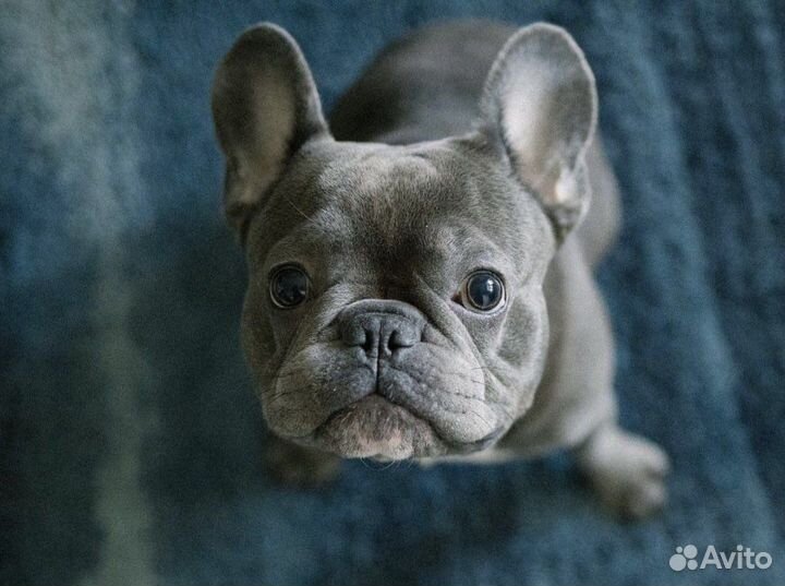 Французский бульдог кобель вязка
