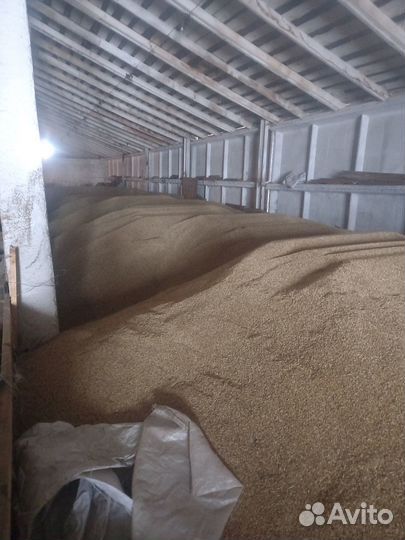 Овес ячмень пшеница