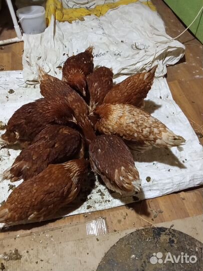 Куры молодки несушки