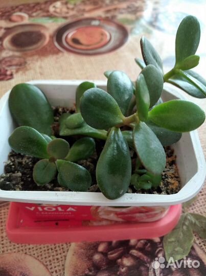 Толстянка, денежное дерево