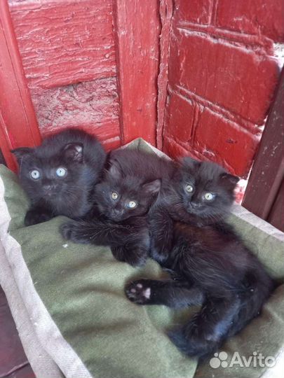 Кошки породистые бесплатно