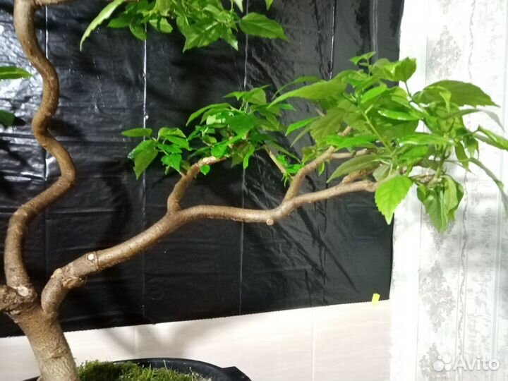 Гибискус.Китайская роза.Бонсай 20 лет