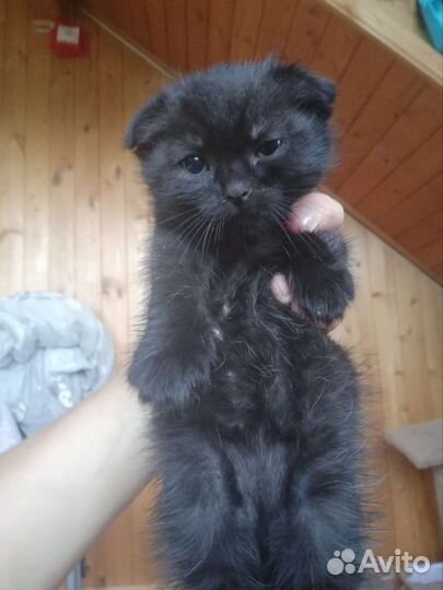 Шотландский вислоухий котенок